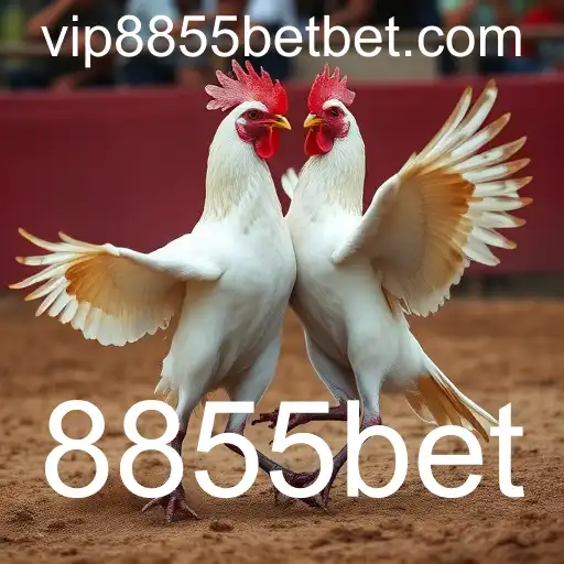 A Controversial Tradition: The World of Rinha de Galos and the Role of 8855bet